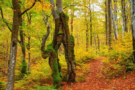 Foto de Bosque de otoño hermosa vista - Imagen libre de derechos
