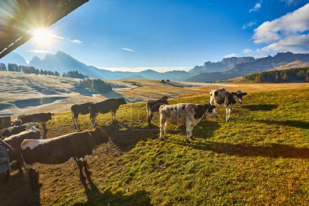 Téléchargez les photos : Cows in high mountain pastures in autumn with rocky mountains with snow and colorful trees plateau of Siusi Alps in Trentino Alto Adige Italy - en image libre de droit