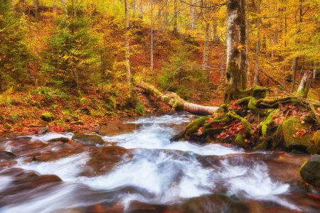 Téléchargez les photos : Une rivière de montagne étroite coule rapidement à travers une forêt de hêtres d'automne captivante - en image libre de droit
