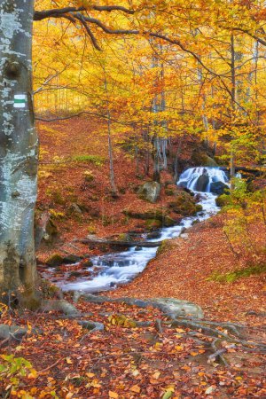 Téléchargez les photos : Une étroite rivière de montagne coule rapidement à travers une forêt de hêtres d'automne captivante, créant une scène fascinante. - en image libre de droit