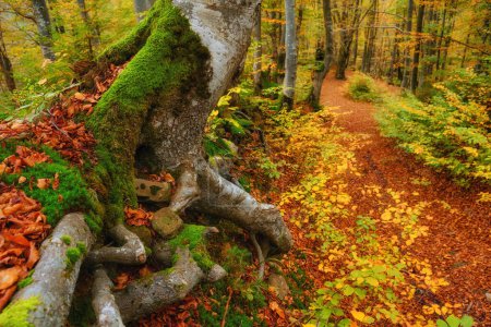 Téléchargez les photos : Forêt d'automne prend vie comme les racines d'un arbre majestueux entrelacé, orné de mousse verte vibrante. - en image libre de droit