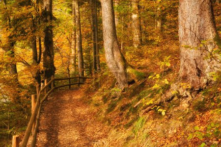 Téléchargez les photos : Hêtraie d'automne nichée dans la nature sauvage montagneuse sauvage sauvage. Un kaléidoscope de feuillages éclatants recouvre le sol forestier - en image libre de droit