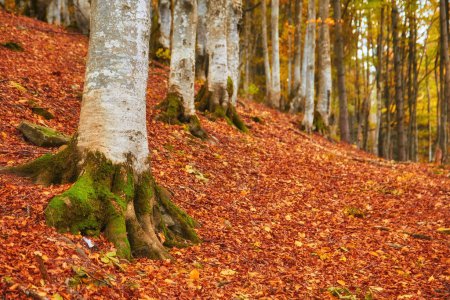 Foto de Bosque de haya de otoño. El suelo está adornado con una alfombra vibrante de hojas caídas - Imagen libre de derechos