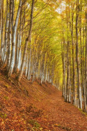 Téléchargez les photos : Hêtraie d'automne. Le sol est orné d'un tapis vibrant de feuilles tombées - en image libre de droit