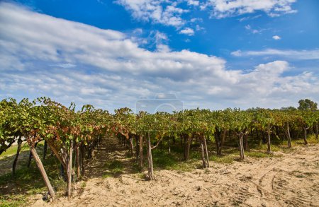 Foto de Filas de vid en una finca de viñedos en un día soleado en Collecorvino, Abruzos, Italia. Vista alta baja, gran ángulo de tiro. - Imagen libre de derechos