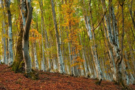 Photo for Autumn beech forest. The ground is adorned with a vibrant carpet of fallen leaves - Royalty Free Image