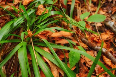 Foto de Pequeño hongo emerge en medio del tapiz otoñal de hojas caídas y hierba verde vibrante. - Imagen libre de derechos