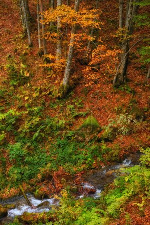Téléchargez les photos : Rivière sereine serpente gracieusement son chemin à travers une forêt d'automne enchanteresse. - en image libre de droit