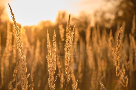 Foto de Matas de hierba esponjosas iluminadas por la luz cálida y contrastante de un sol poniente. - Imagen libre de derechos