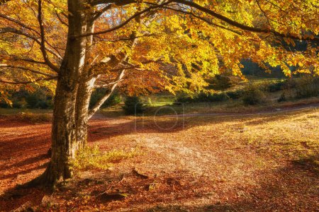 Téléchargez les photos : Forêt d'automne belle vue - en image libre de droit