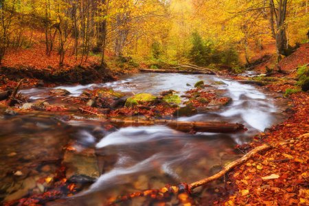 Photo for A narrow mountain river flows swiftly through a captivating autumn beech forest, creating a mesmerizing scene. The vibrant colors of fall reflect on the shimmering waters, surrounded by rugged cliffs. - Royalty Free Image