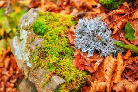 Téléchargez les photos : Beauté du fond automnal de la nature, feuilles vibrantes, pierres lisses et mousse luxuriante - en image libre de droit