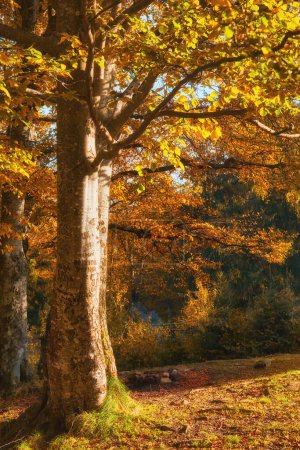 Téléchargez les photos : Forêt d'automne belle vue - en image libre de droit
