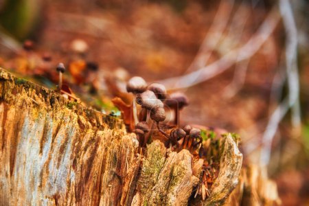 Téléchargez les photos : Vue rapprochée de petits champignons - en image libre de droit