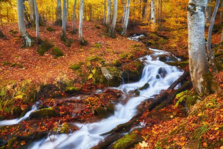 Téléchargez les photos : Vue sur la rivière serpente gracieusement son chemin à travers une forêt d'automne enchanteresse. Les couleurs vibrantes du feuillage créent une tapisserie à couper le souffle - en image libre de droit