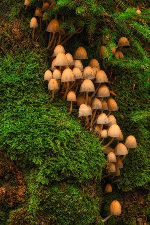 Photo for Multitude of small mushrooms flourishing on the bark of a tree - Royalty Free Image