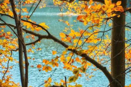 Téléchargez les photos : Montagnes des Carpates en automne. Le captivant lac Synevir reflète les couleurs vives du feuillage environnant. - en image libre de droit