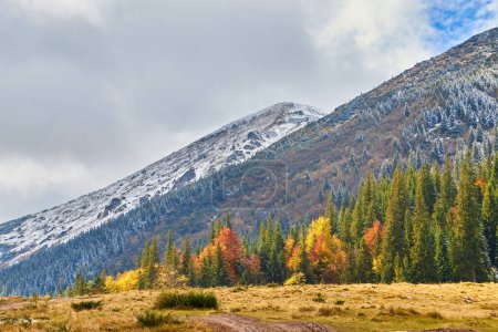 Photo for Autumn in the Carpathian Mountains. Majestic peaks rise majestically against a backdrop of vibrant foliage - Royalty Free Image