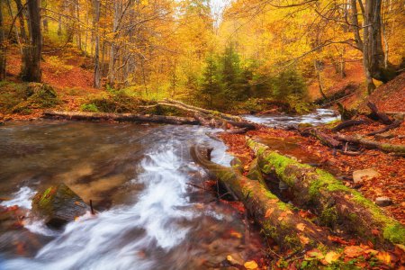 Téléchargez les photos : Vue sur la rivière serpente gracieusement son chemin à travers une forêt d'automne enchanteresse. Les couleurs vibrantes du feuillage créent une tapisserie à couper le souffle - en image libre de droit