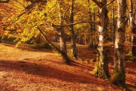 Téléchargez les photos : Paysage d'automne chaud dans une forêt - en image libre de droit