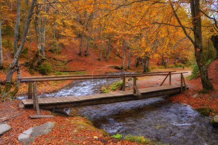 Foto de Escena del bosque de otoño. Un pequeño arroyo serrano serpentea con gracia a través del follaje vibrante, adornado con un encantador puente de madera. - Imagen libre de derechos