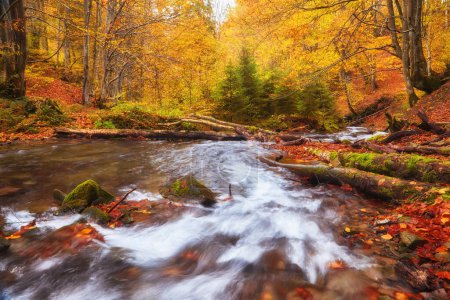 Téléchargez les photos : Une étroite rivière de montagne coule rapidement à travers une forêt de hêtres d'automne captivante, créant une scène fascinante. Les couleurs vibrantes de l'automne se reflètent sur les eaux chatoyantes, entourées de falaises escarpées. - en image libre de droit