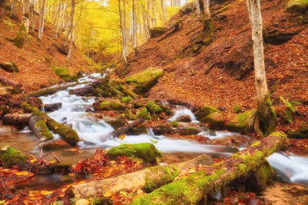 Téléchargez les photos : Une étroite rivière de montagne coule rapidement à travers une forêt de hêtres d'automne captivante, créant une scène fascinante. Les couleurs vibrantes de l'automne se reflètent sur les eaux chatoyantes, entourées de falaises escarpées. - en image libre de droit