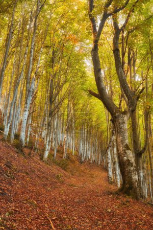 Téléchargez les photos : Paysage Belle forêt fantastique dans un automne doré. Idée d'affiche murale. - en image libre de droit
