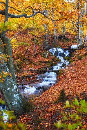 Foto de Bosque de otoño. Los colores vibrantes del follaje crean un tapiz impresionante - Imagen libre de derechos