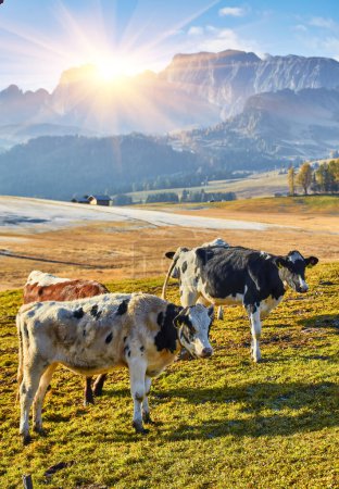 Téléchargez les photos : Beautiful cows and calves on the meadow with green grass at sunset in autumn in Alps. Landscape with herd of cows in mountain valley, colorful trees on the hills in fall in Italy. Animals and nature - en image libre de droit