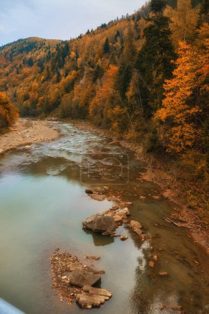 Photo for A narrow mountain river flows swiftly through a captivating autumn beech forest, creating a mesmerizing scene. The vibrant colors of fall reflect on the shimmering waters, surrounded by rugged cliffs. - Royalty Free Image
