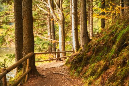 Téléchargez les photos : Sentier forestier d'automne qui longe un lac pittoresque. La clôture en bois guide gracieusement vos pas - en image libre de droit