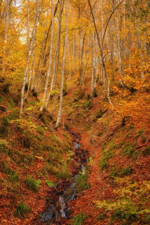 Téléchargez les photos : Paysage Belle forêt fantastique dans un automne doré. Idée d'affiche murale. - en image libre de droit