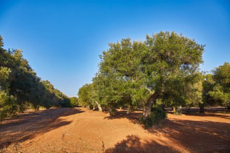 Photo for Olive tree orchard near Petrokefali in Crete, Greece, Europe - Royalty Free Image