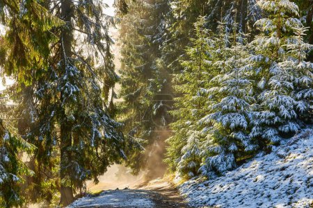 Téléchargez les photos : Sérénité automnale, un sentier de montagne enneigé déploie sa beauté captivante. De grands pins bordent le sentier - en image libre de droit