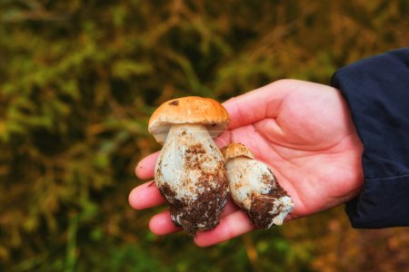 Photo for Two small white mushrooms rest gently on the palm of a hand. - Royalty Free Image
