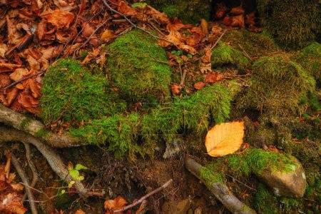 Téléchargez les photos : La vue sur la forêt automnale des racines, ornée de mousse verte vibrante. - en image libre de droit