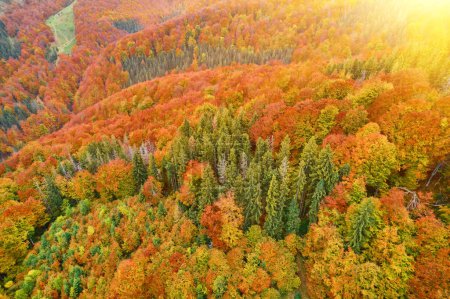 Foto de Vista aérea del dron sobre el bosque de otoño. Árboles coloridos en el bosque. Fondo de otoño, vista aérea de drones del hermoso paisaje forestal con árboles de otoño desde arriba. - Imagen libre de derechos