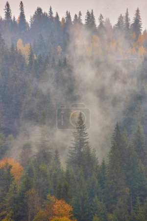 Téléchargez les photos : Sommets montagneux couverts de brouillard ornés de forêts denses de pins. L'interaction mystique du brouillard et des pins majestueux crée une atmosphère enchanteresse qui évoque un sentiment de crainte et d'émerveillement.. - en image libre de droit