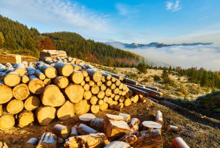 Téléchargez les photos : Une pile de bois de chauffage scié dehors sous la neige en hiver - en image libre de droit