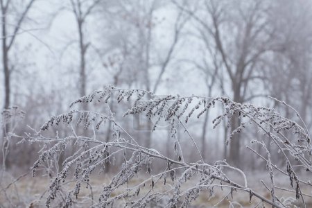 Foto de Una escena mística de principios del invierno revelando su magia a través de la niebla, mientras los elementos de la naturaleza se entrelazan en una danza etérea. - Imagen libre de derechos