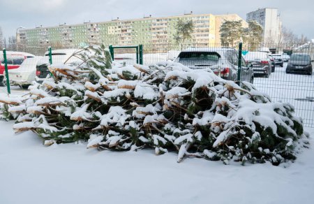 Foto de Árboles de Navidad tirados después del final de las vacaciones - Imagen libre de derechos
