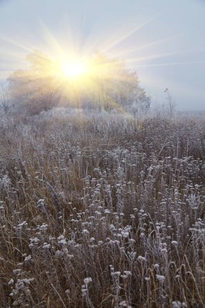 Téléchargez les photos : Une photographie du début de l'hiver. Les arbres et le sol sont couverts de givre blanc, et un léger brouillard les recouvre.. - en image libre de droit