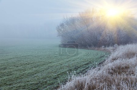 Foto de El amanecer del invierno proyecta un ambiente místico sobre la extensión arada, con niebla y heladas entrelazadas en las plantas y la tierra, creando un cautivador tapiz natural. - Imagen libre de derechos