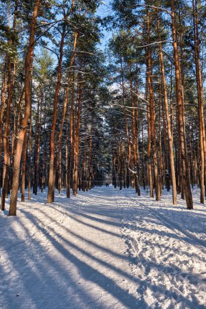 Téléchargez les photos : Paysage de parc d'hiver avec des arbres couverts de neige par une journée fraîche ensoleillée - en image libre de droit
