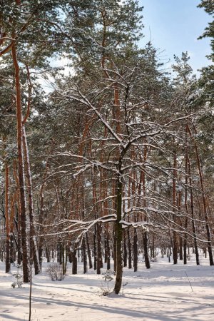 Téléchargez les photos : Pins couverts de neige par temps froid et ensoleillé en hiver. Magnifique panorama hivernal, concept de forêt enneigée - en image libre de droit