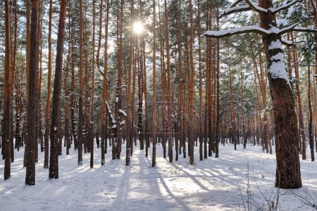 Téléchargez les photos : Paysage de parc d'hiver avec des arbres couverts de neige par une journée fraîche ensoleillée - en image libre de droit