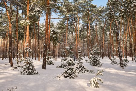 Foto de Una serena escena invernal en el parque con pinos cubiertos de nieve bajo un cielo soleado durante una nevada - Imagen libre de derechos