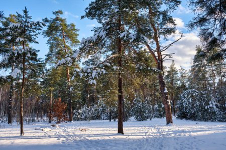 Photo for Pine trees covered with snow on frosty sunny day in winter. Wonderful winter panorama, snowy forest concept - Royalty Free Image