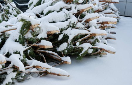 Téléchargez les photos : Une décharge remplie d'arbres de Noël jetés, un spectacle commun après la période des Fêtes. - en image libre de droit